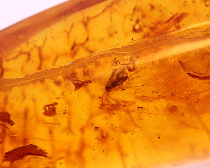 2 X 40 million year old Fly Inclusion in Baltic Amber