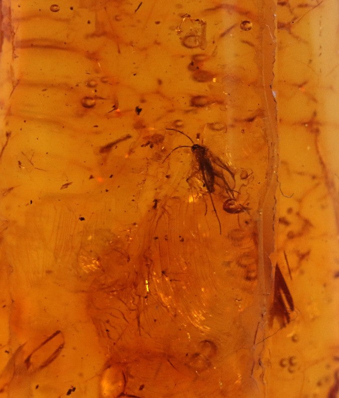 2 X 40 million year old Fly Inclusion in Baltic Amber