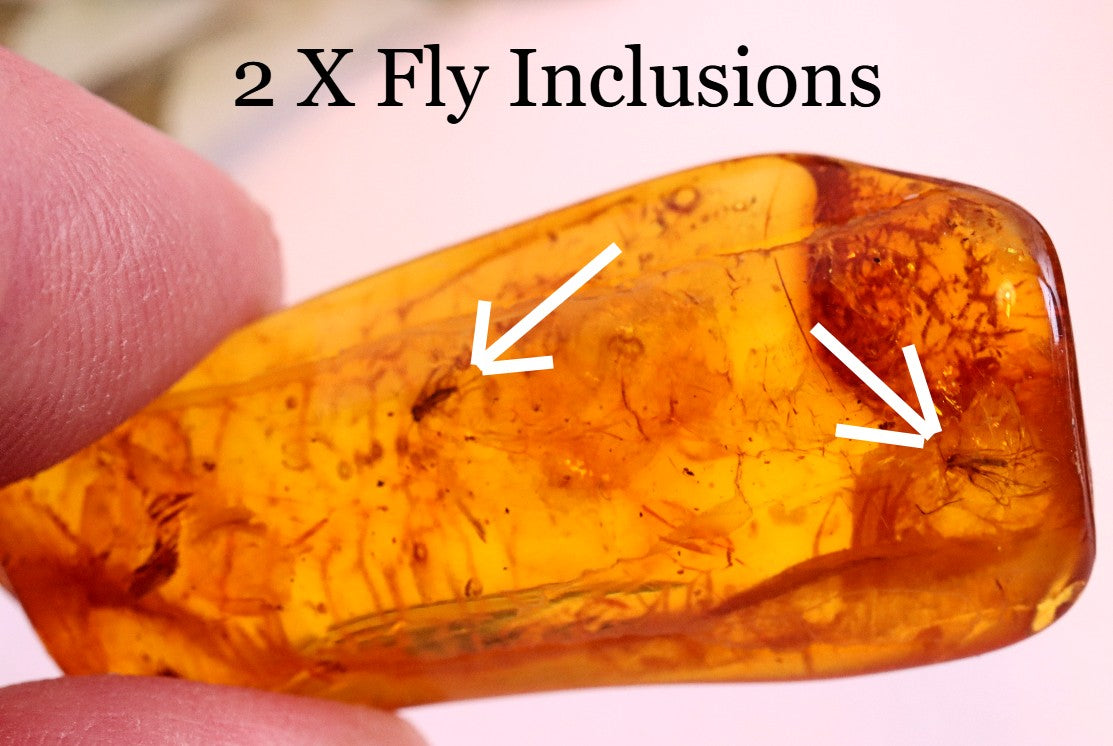 2 X 40 million year old Fly Inclusion in Baltic Amber