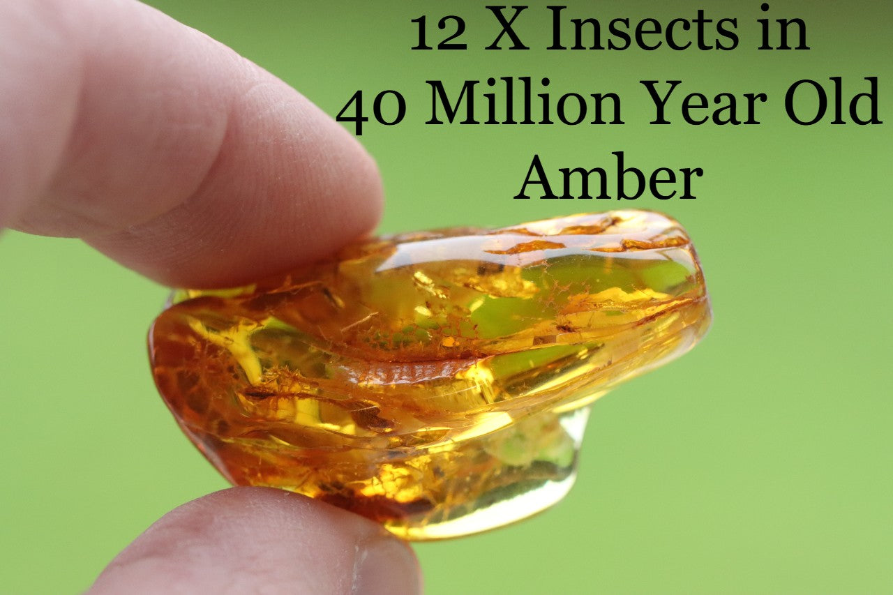 Rare One In A Million Piece Of Baltic Amber With 12 Insects Museum Collector's