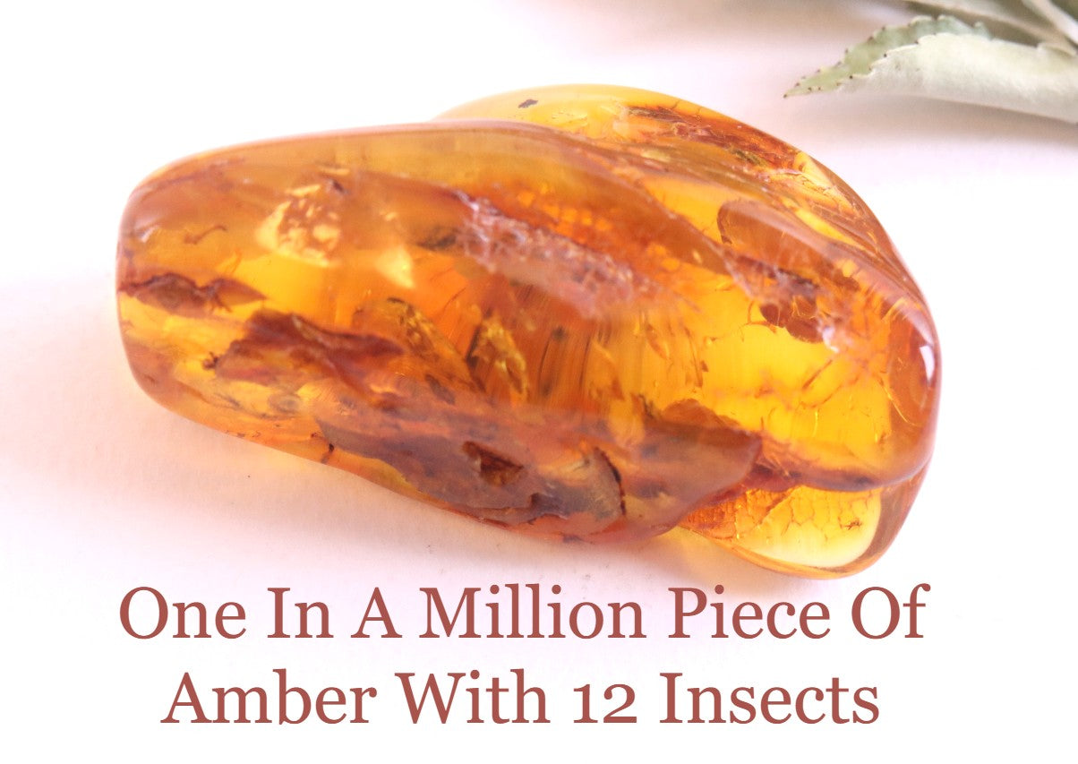 Rare One In A Million Piece Of Baltic Amber With 12 Insects Museum Collector's