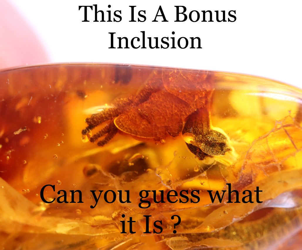 Rare One In A Million Piece Of Baltic Amber With 12 Insects Museum Collector's