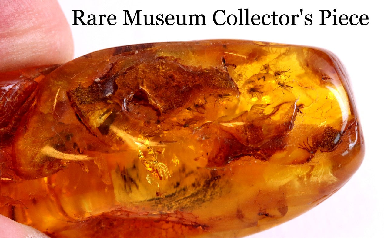 Rare One In A Million Piece Of Baltic Amber With 12 Insects Museum Collector's