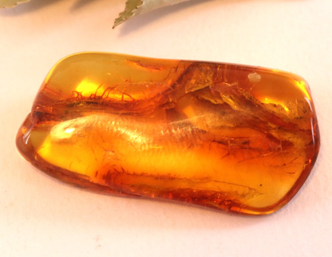 Fly in Amber 40 million year old Baltic Amber