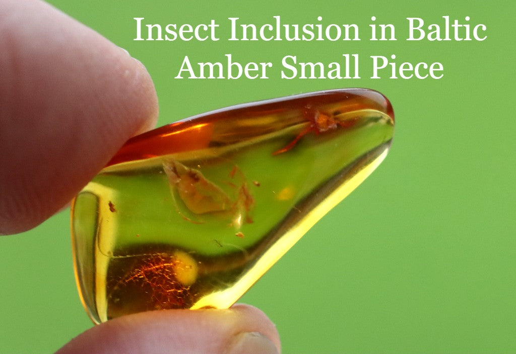 Insect Inclusion in Baltic Amber Small Piece