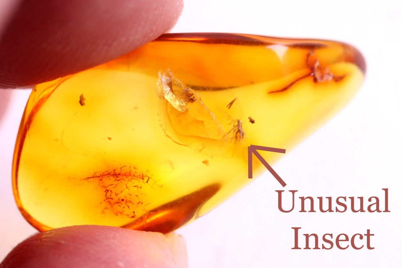 Insect Inclusion in Baltic Amber Small Piece