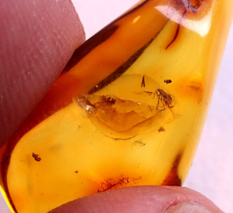 Insect Inclusion in Baltic Amber Small Piece