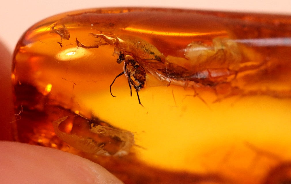 Fly in Amber 40 million year old Baltic Amber