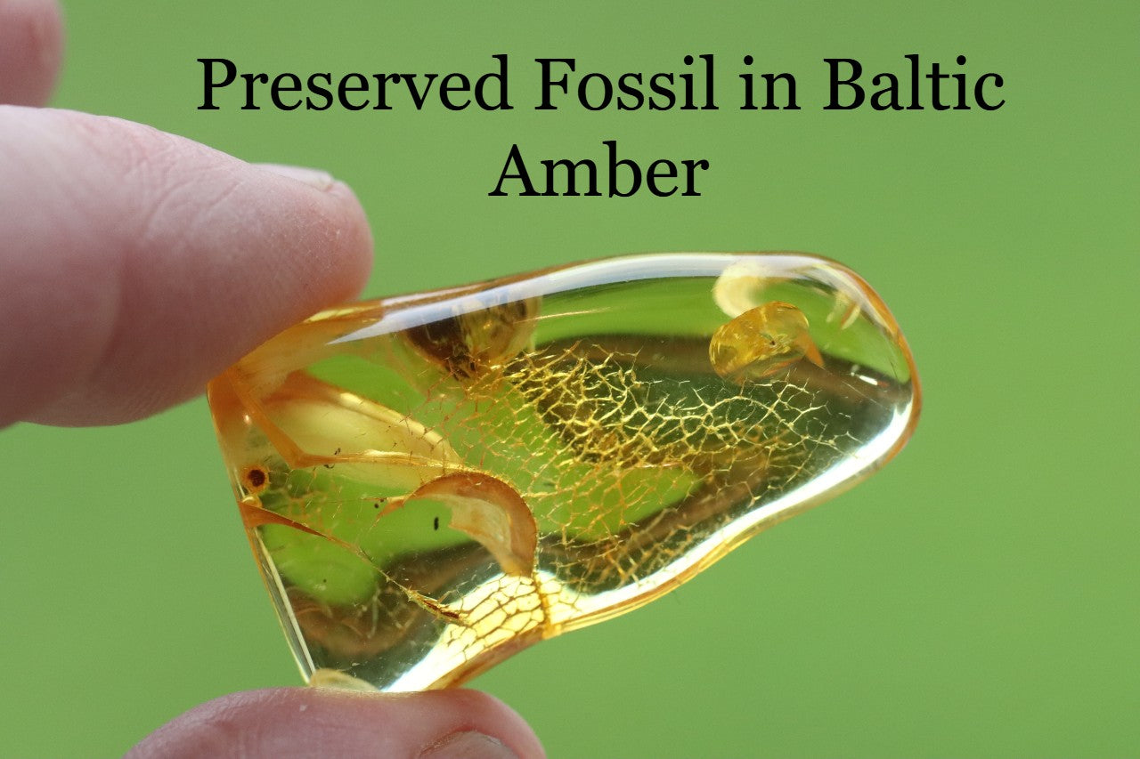 Preserved Fossil in Baltic Amber