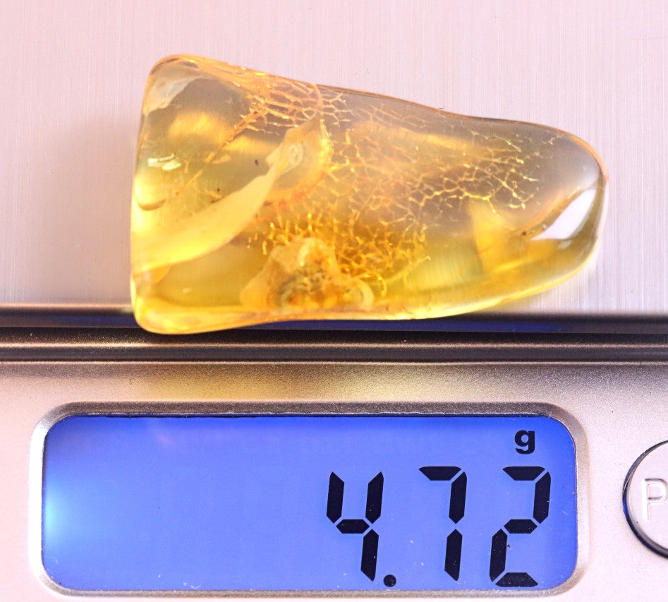 Preserved Fossil in Baltic Amber