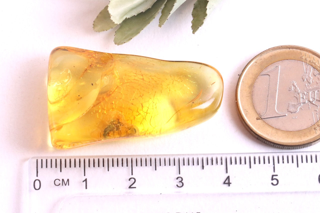 Preserved Fossil in Baltic Amber