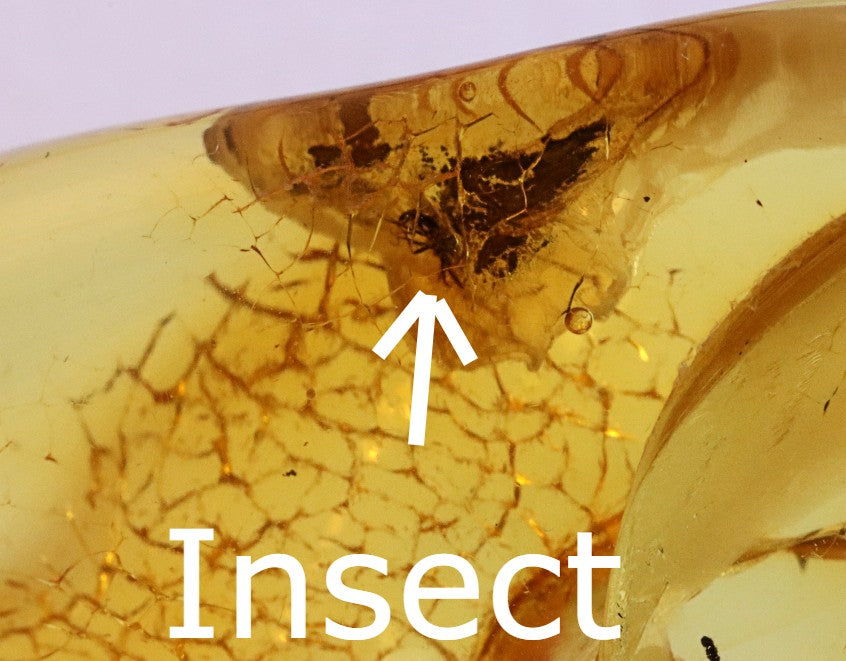 Preserved Fossil in Baltic Amber