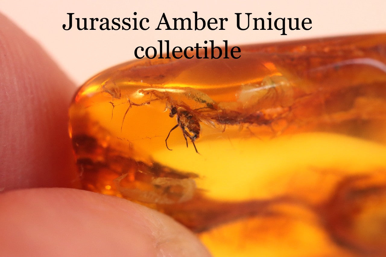 Fly in Amber 40 million year old Baltic Amber