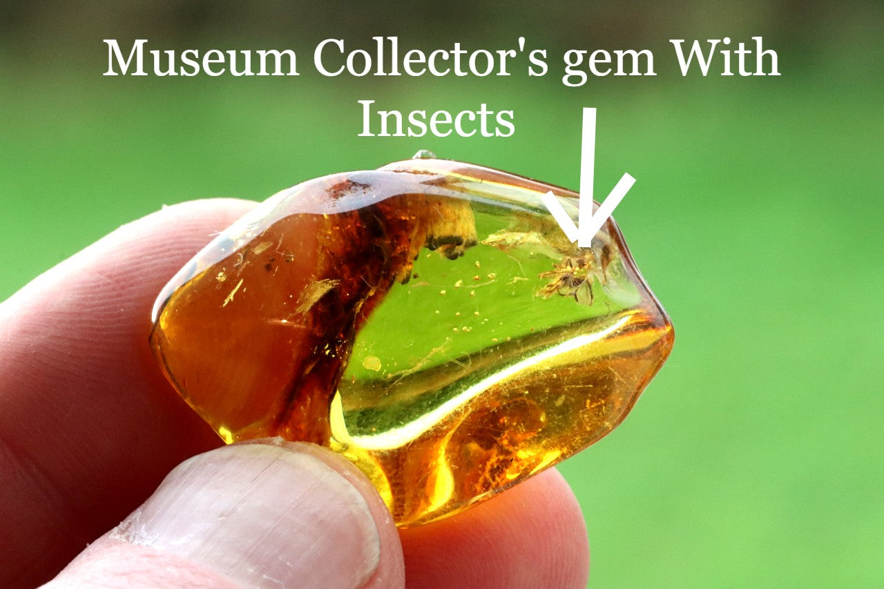 Baltic Amber Museum Collector's gem With Insects Inclusion