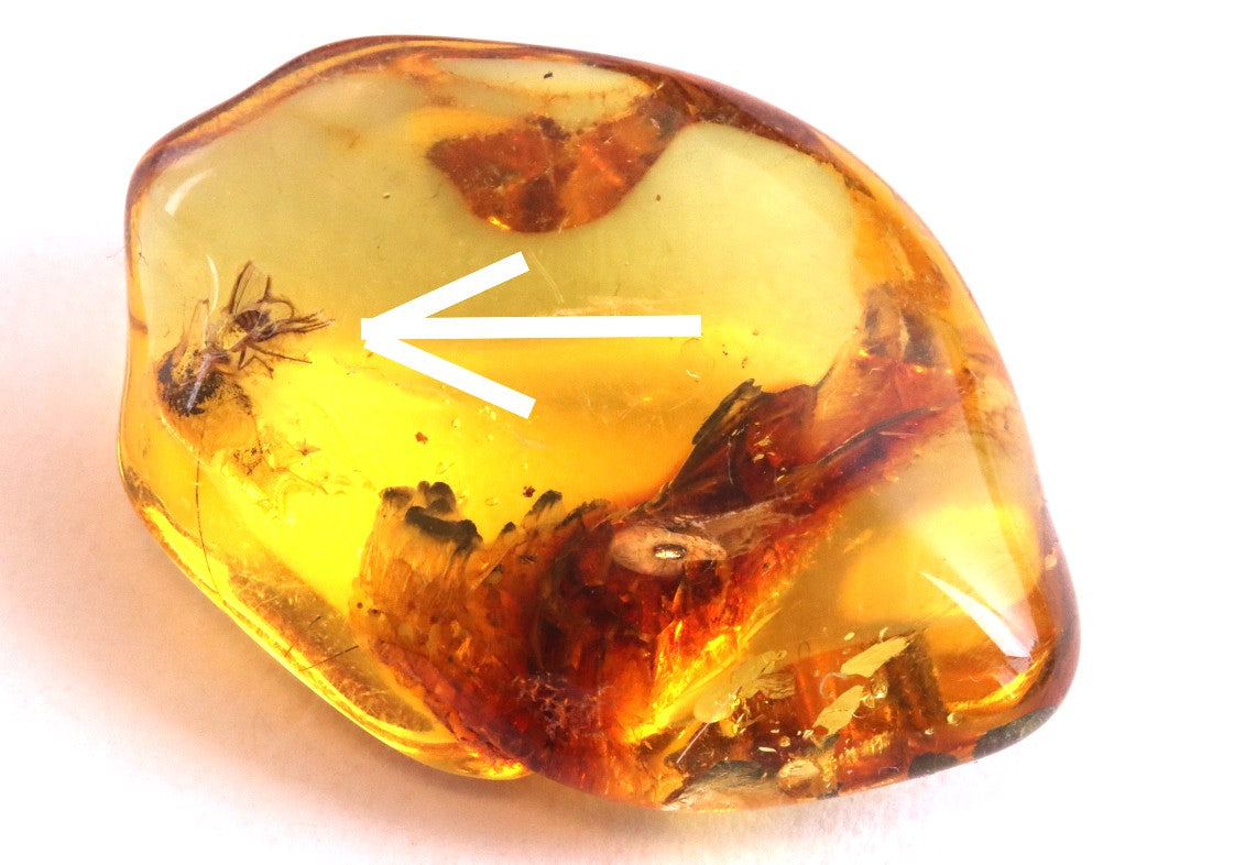 Baltic Amber Museum Collector's gem With Insects Inclusion