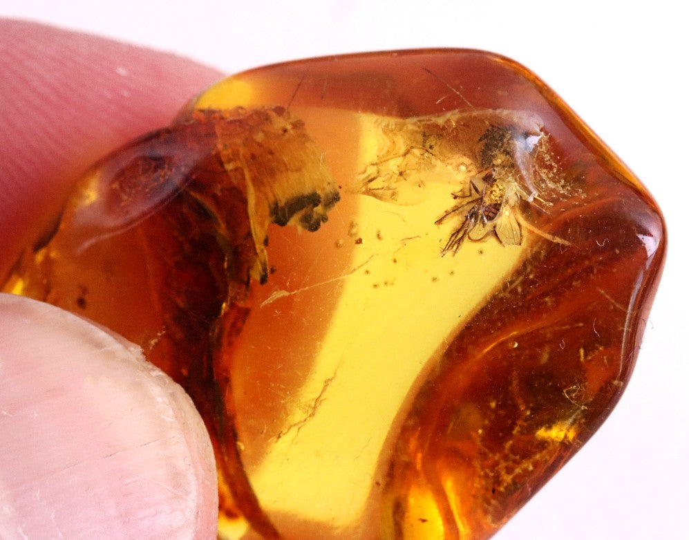 Baltic Amber Museum Collector's gem With Insects Inclusion