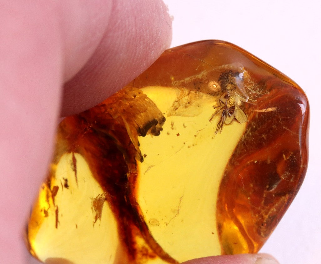 Baltic Amber Museum Collector's gem With Insects Inclusion