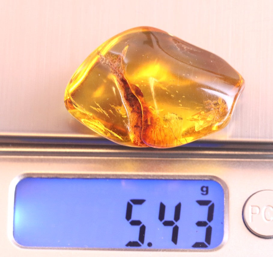 Baltic Amber Museum Collector's gem With Insects Inclusion