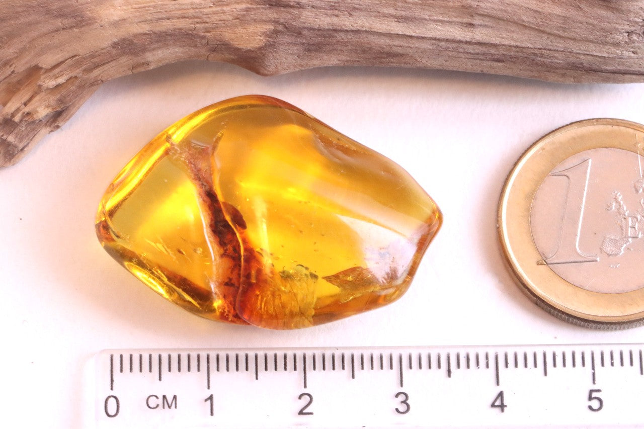 Baltic Amber Museum Collector's gem With Insects Inclusion