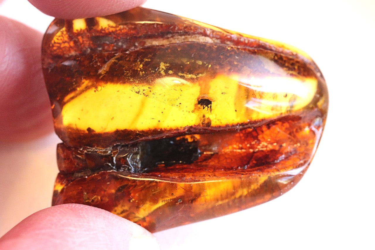 Unbelievable Collector's gem With 40 Million Year Old Insect Inclusion