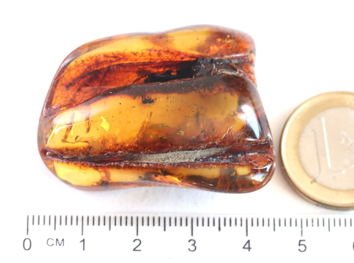 Unbelievable Collector's gem With 40 Million Year Old Insect Inclusion