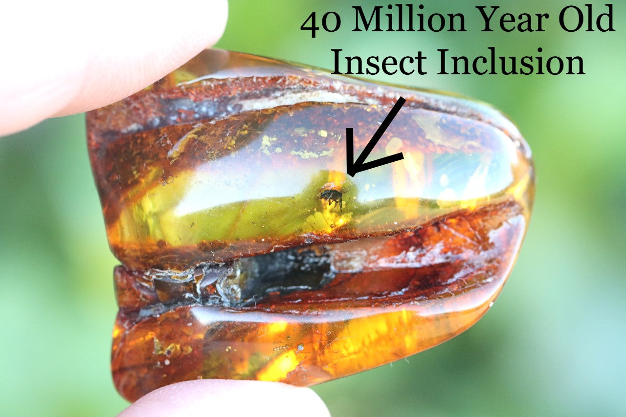 Unbelievable Collector's gem With 40 Million Year Old Insect Inclusion