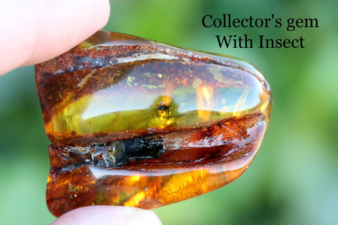 Unbelievable Collector's gem With 40 Million Year Old Insect Inclusion