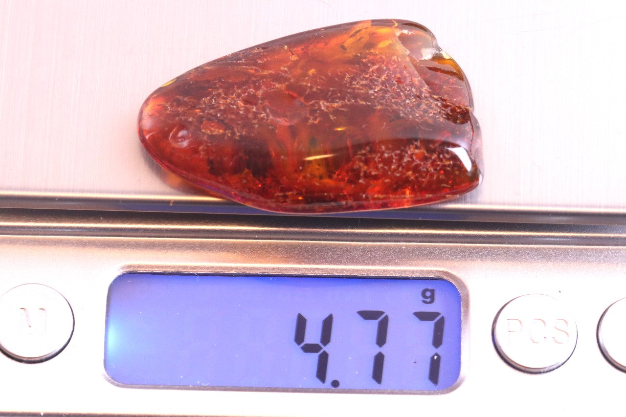 Baltic Amber Museum Collector's gem With Insects Inclusion