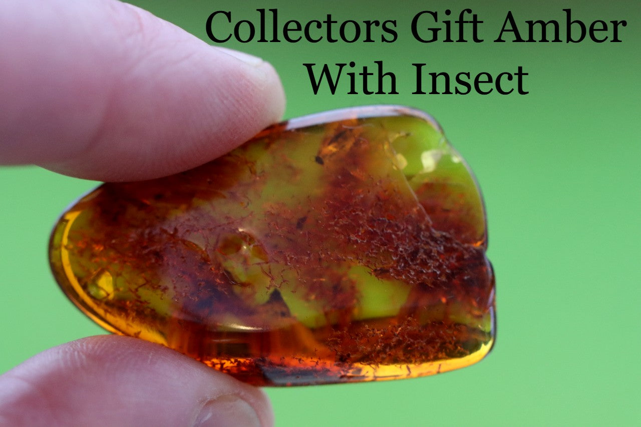 Baltic Amber Museum Collector's gem With Insects Inclusion