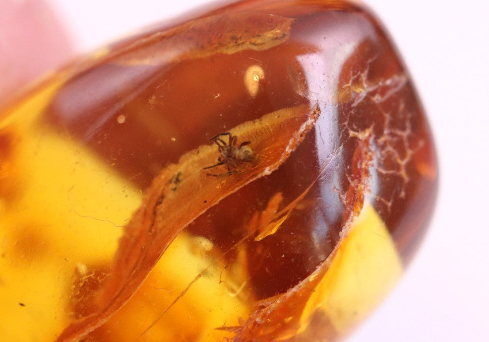 Collector's gem With 40 Million Year Old Spider Inclusion