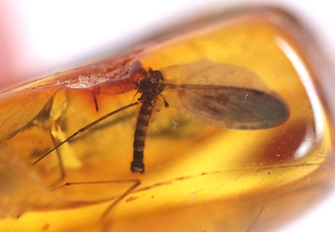 Dragonfly Inclusion Trapped in Baltic Amber