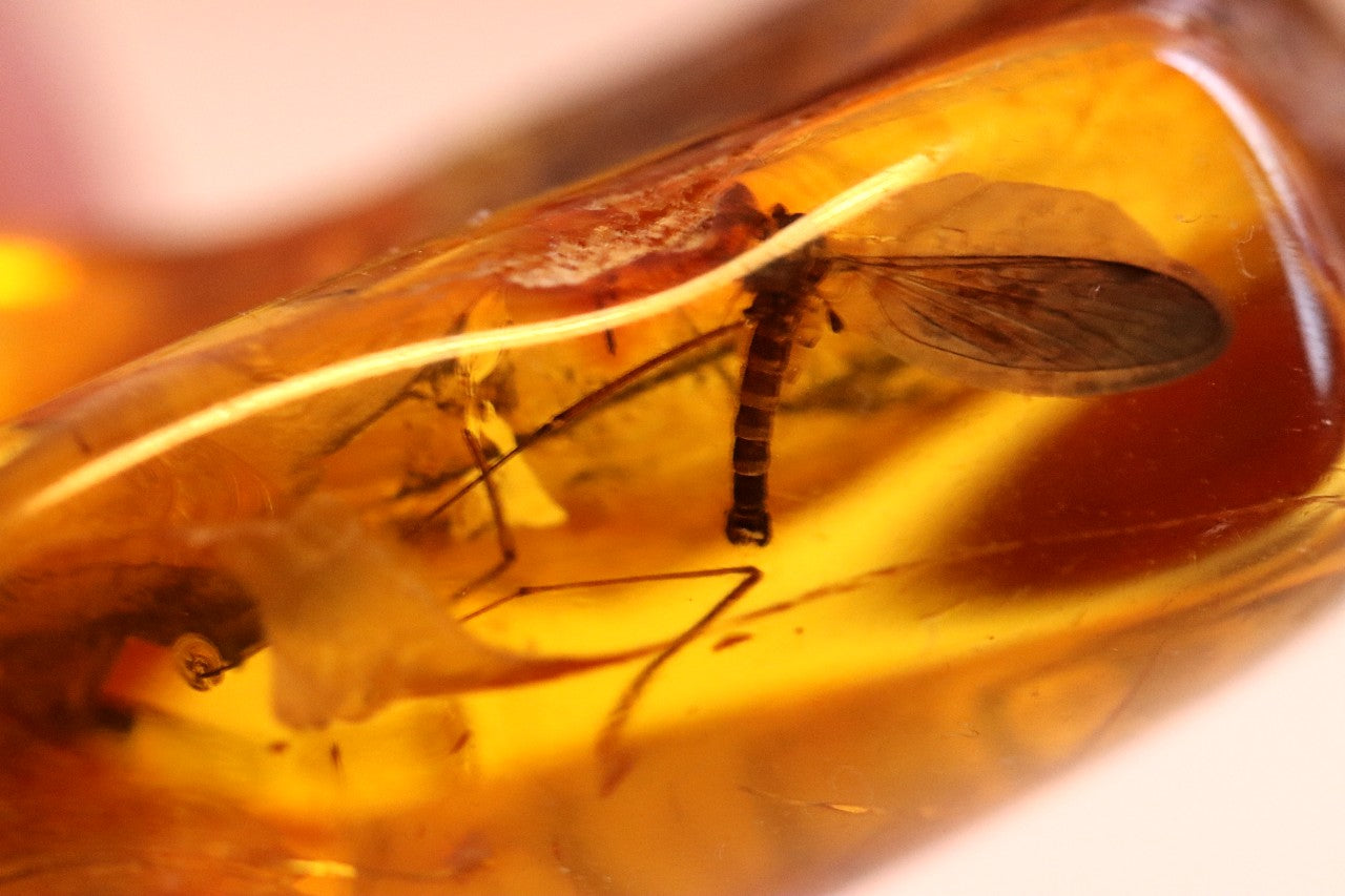 Dragonfly Inclusion Trapped in Baltic Amber