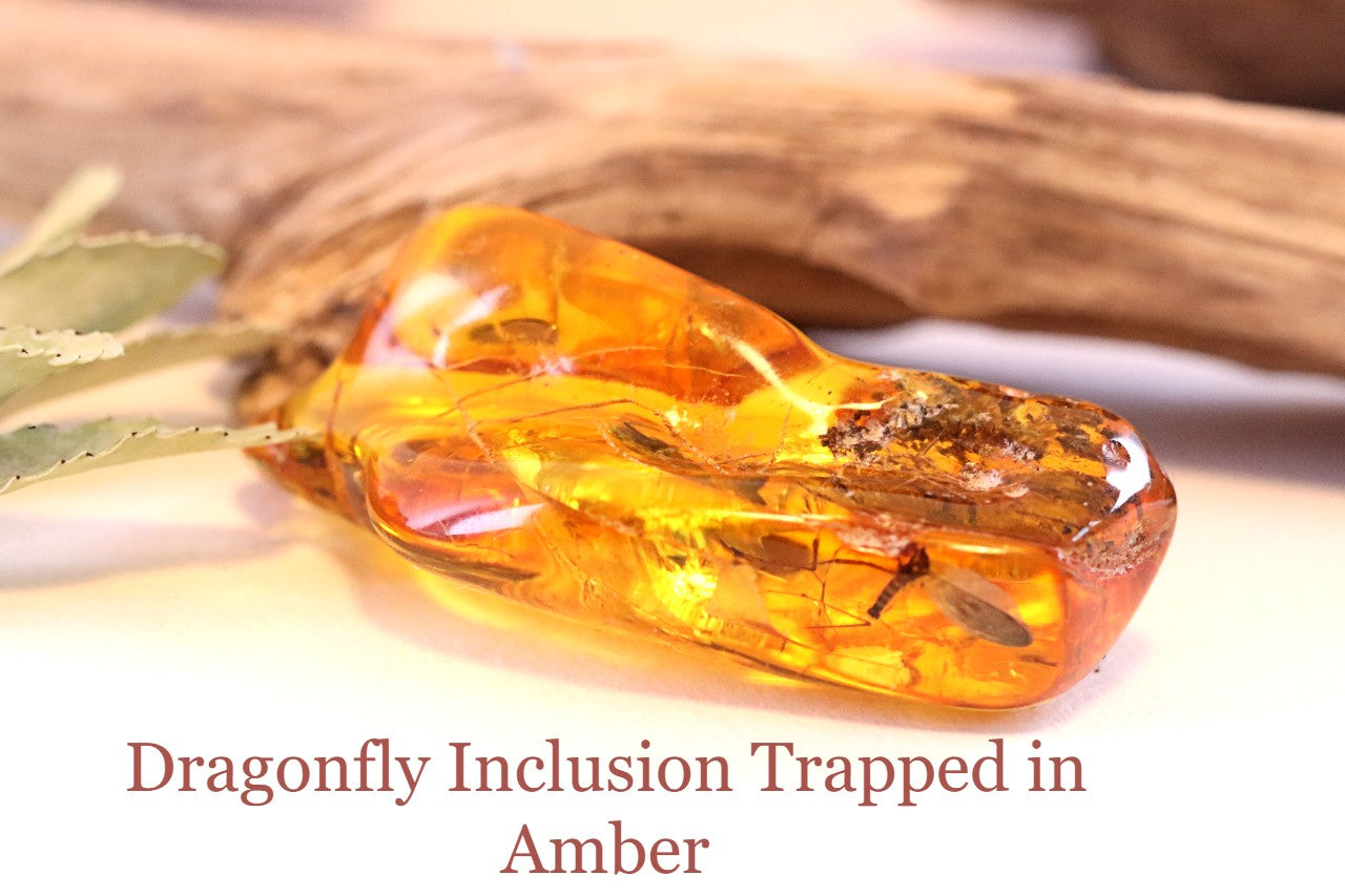 Dragonfly Inclusion Trapped in Baltic Amber