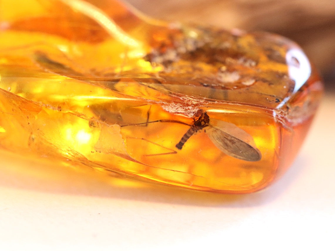 Dragonfly Inclusion Trapped in Baltic Amber