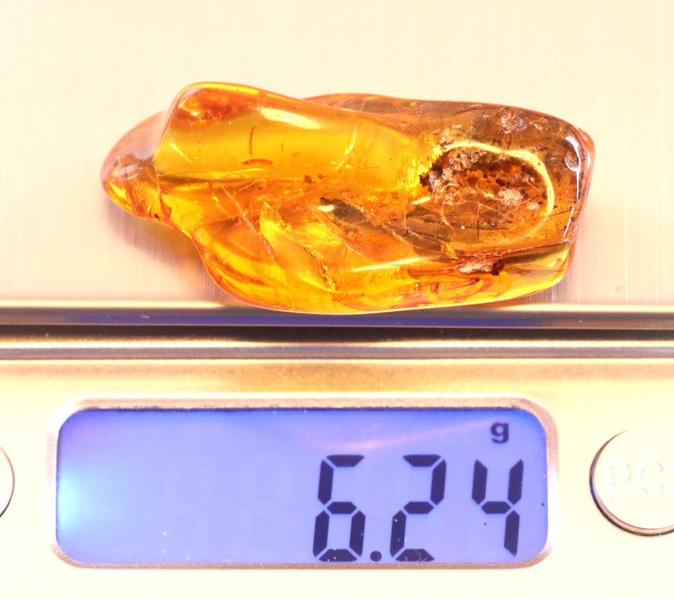 Dragonfly Inclusion Trapped in Baltic Amber