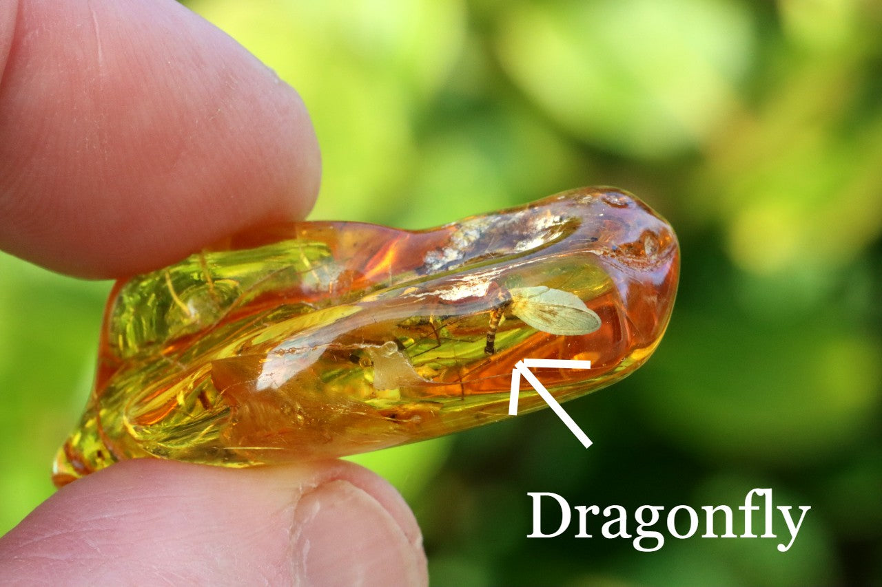 Dragonfly Inclusion Trapped in Baltic Amber