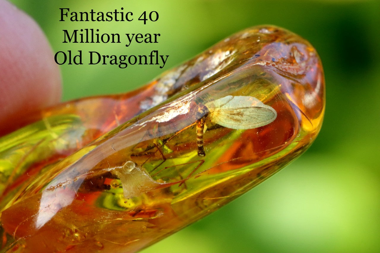 Dragonfly Inclusion Trapped in Baltic Amber