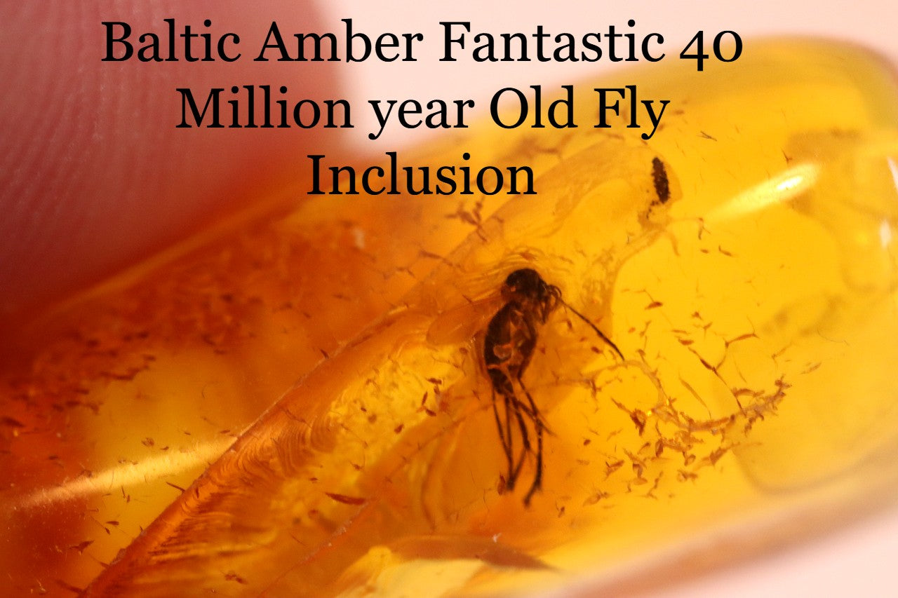 40 Million year Old Fly Inclusion in this piece Collector's gem