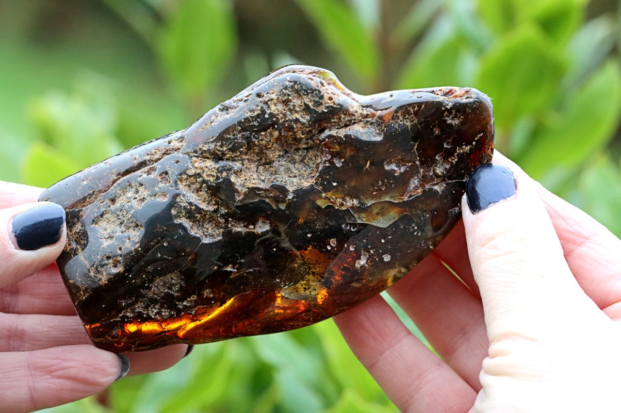 Unbelievable Large 135g Baltic Amber Collector's Gem