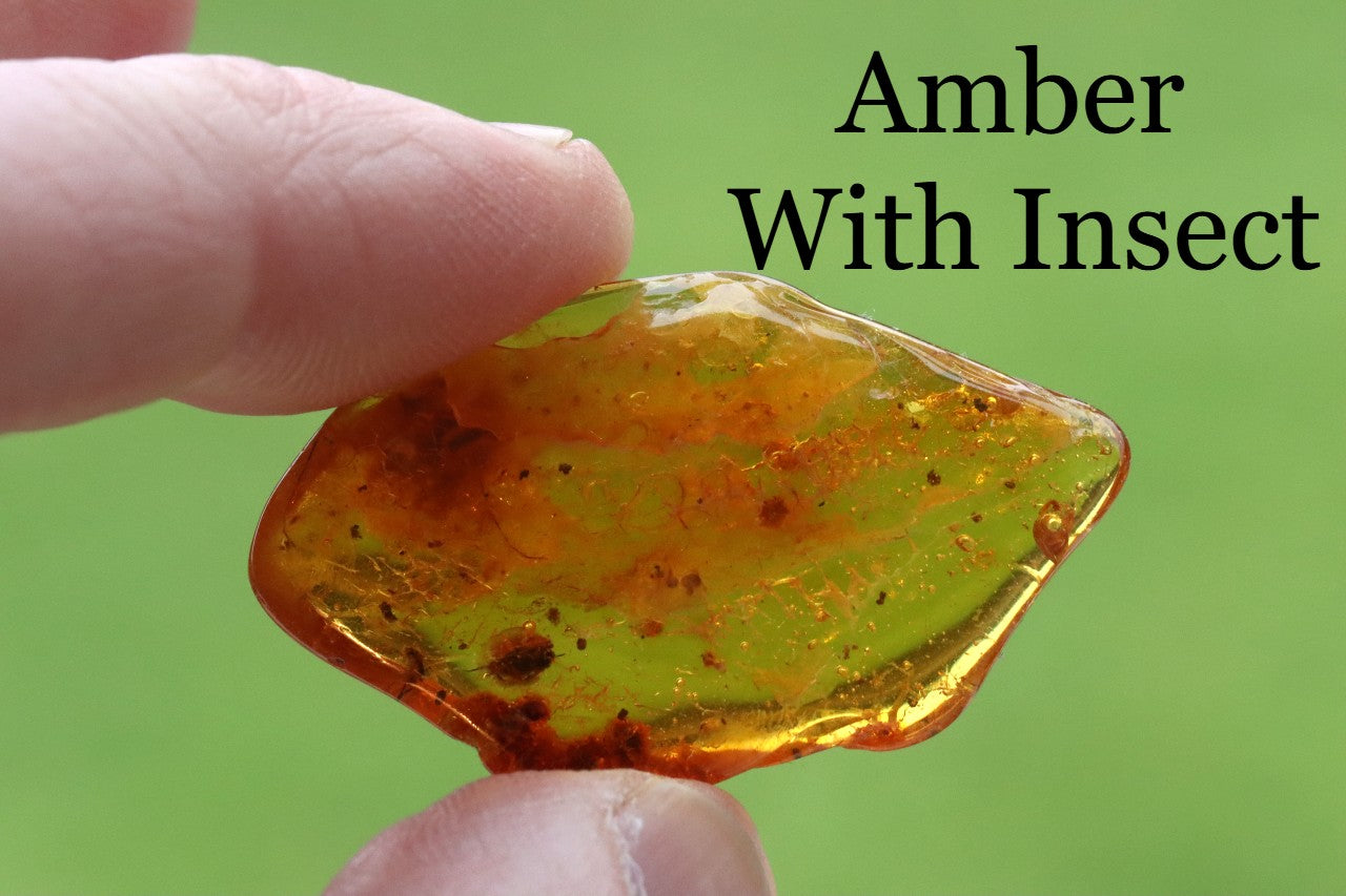 Trapped Insect Inclusion in Amber