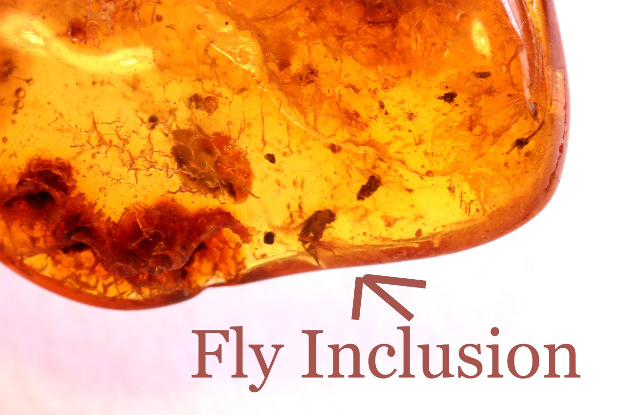 Trapped Insect Inclusion in Amber