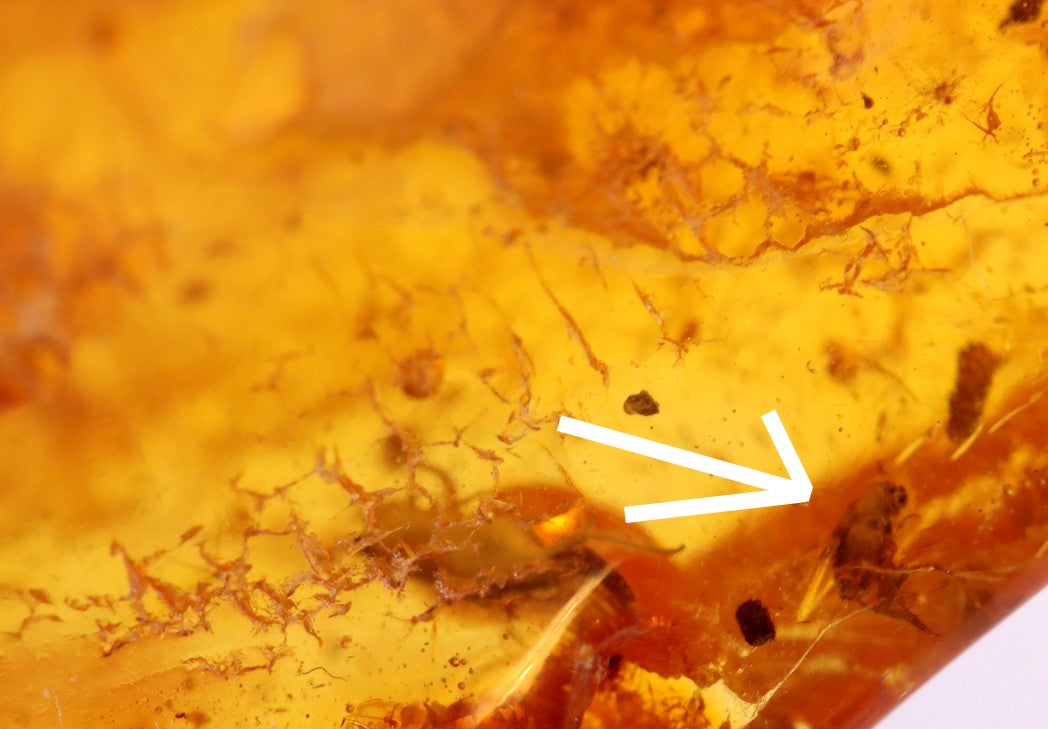 Trapped Insect Inclusion in Amber