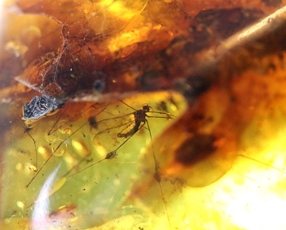 Unbelievable 40 million year old Baltic Amber with Insects Inclusion