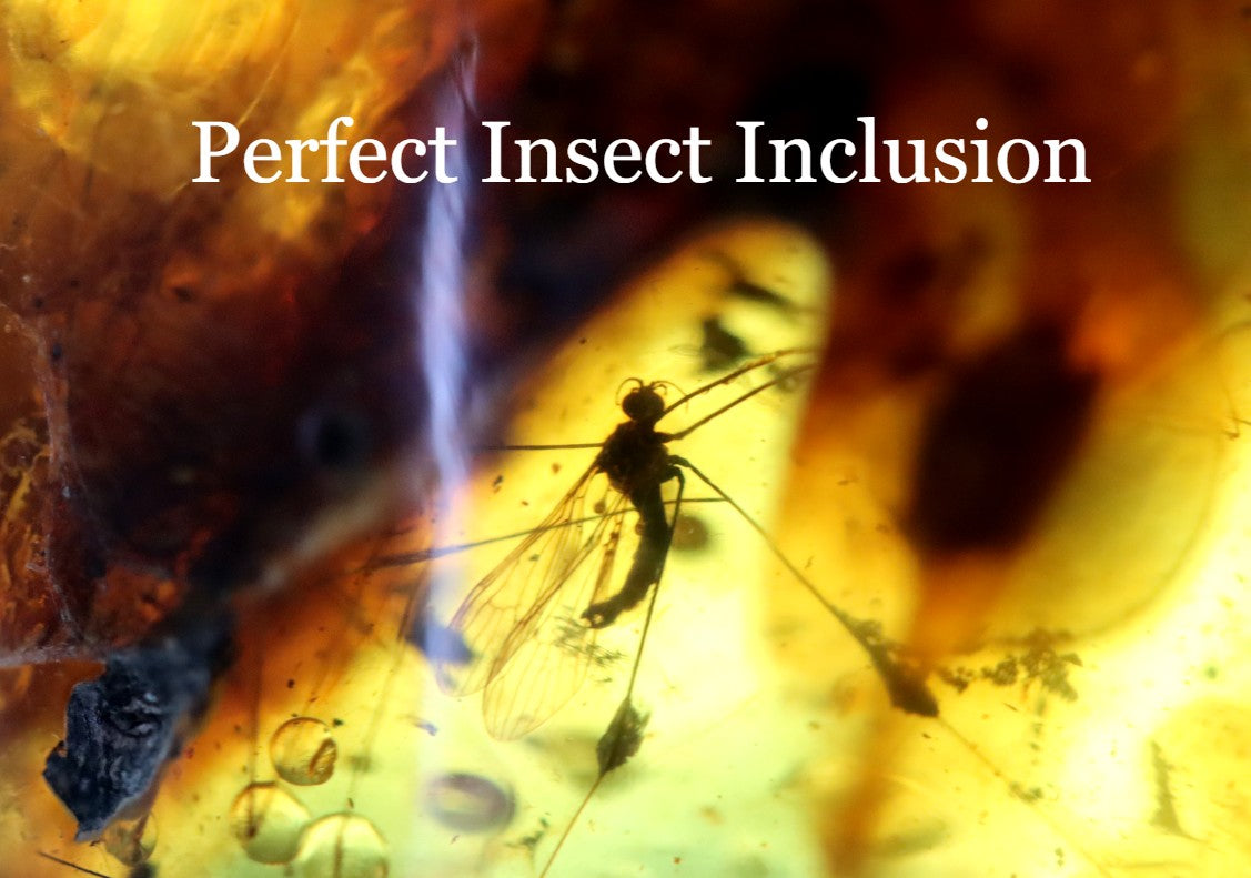 Unbelievable 40 million year old Baltic Amber with Insects Inclusion