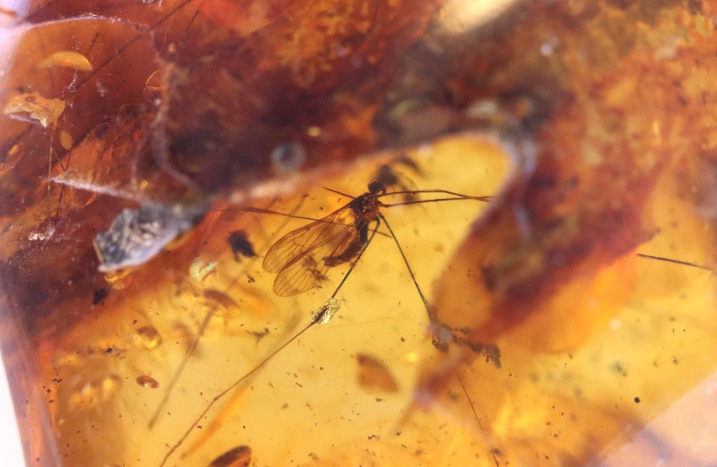 Unbelievable 40 million year old Baltic Amber with Insects Inclusion