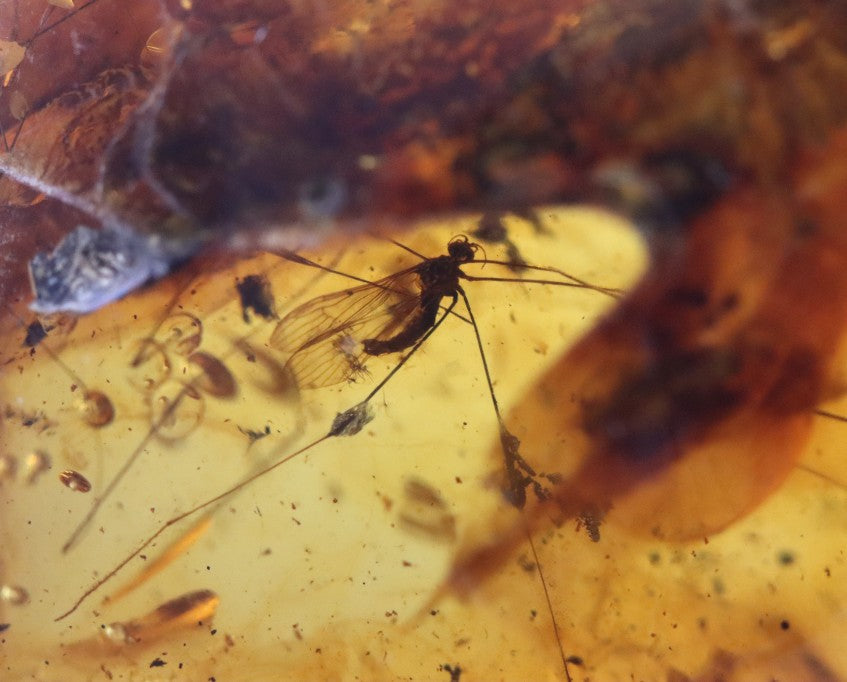 Unbelievable 40 million year old Baltic Amber with Insects Inclusion