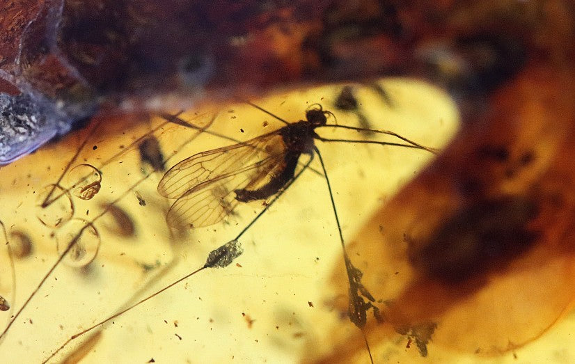 Unbelievable 40 million year old Baltic Amber with Insects Inclusion