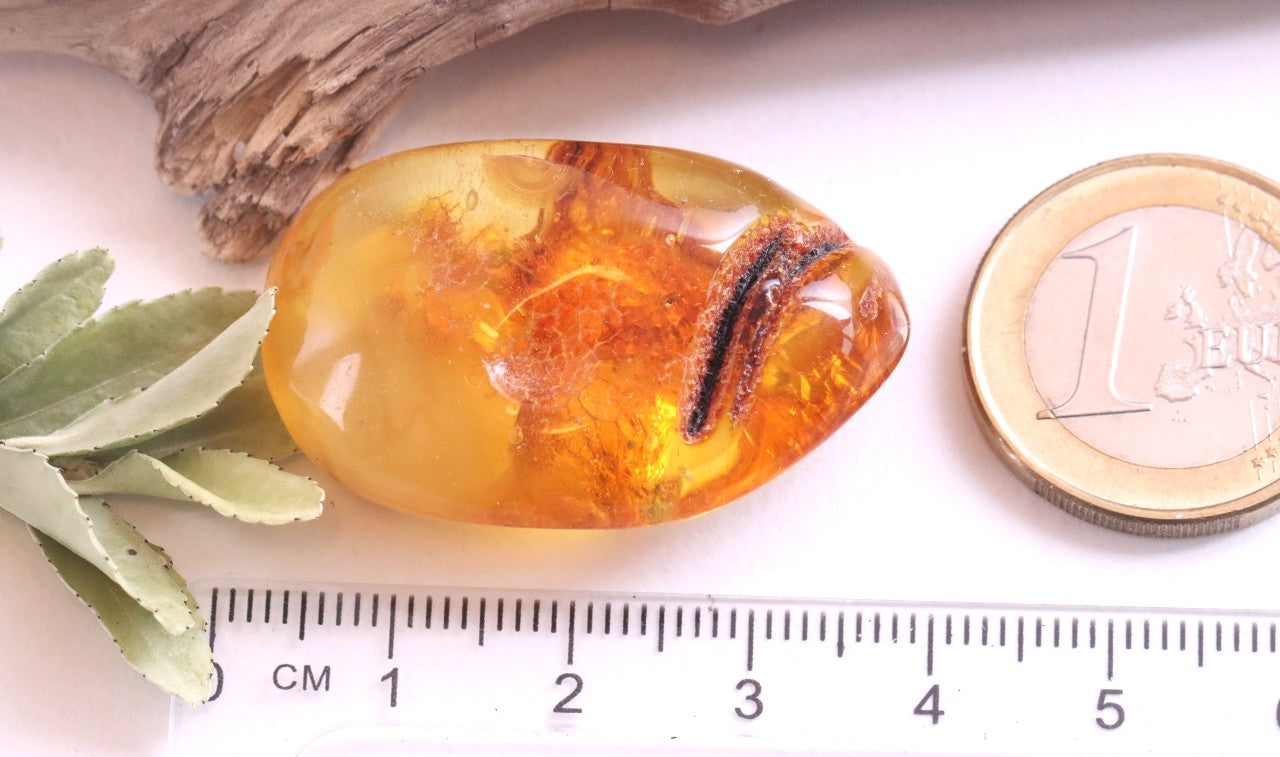 Insect In 40 million year old Baltic Amber