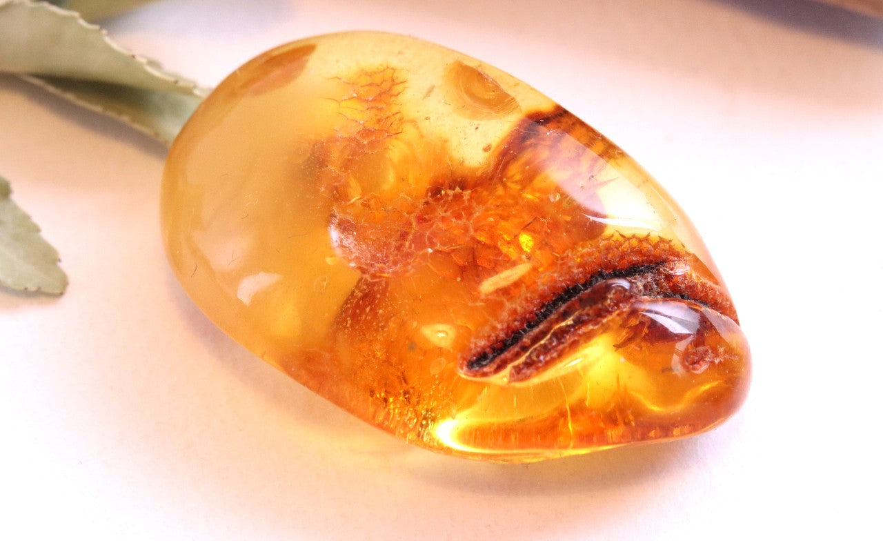 Insect In 40 million year old Baltic Amber