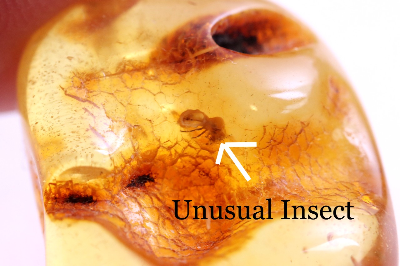 Insect In 40 million year old Baltic Amber